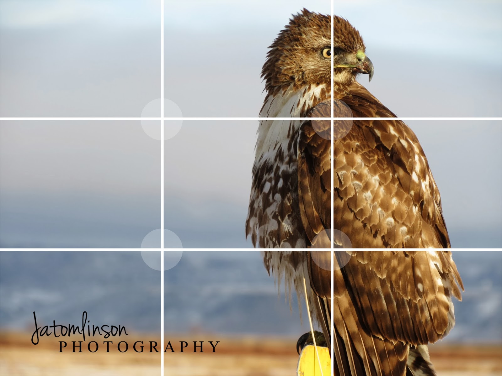 Rule of Thirds Definition & Examples